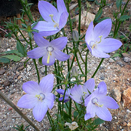 Campnula piramidal azul, Campanilla